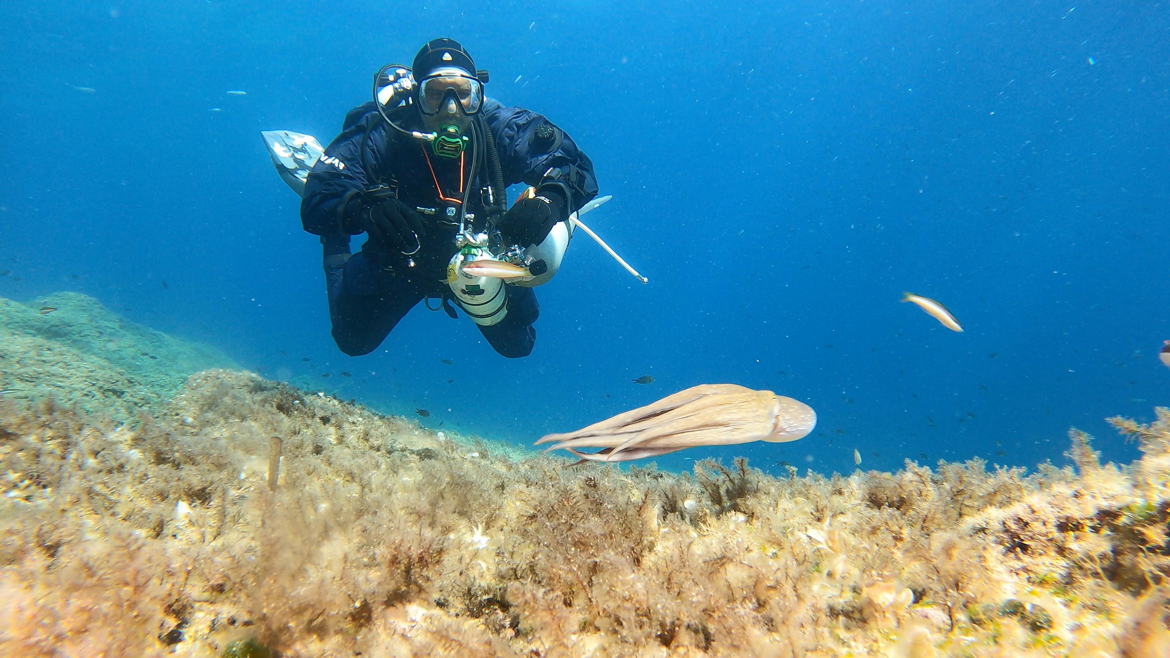 Plic Grimeni - diver and an octopus