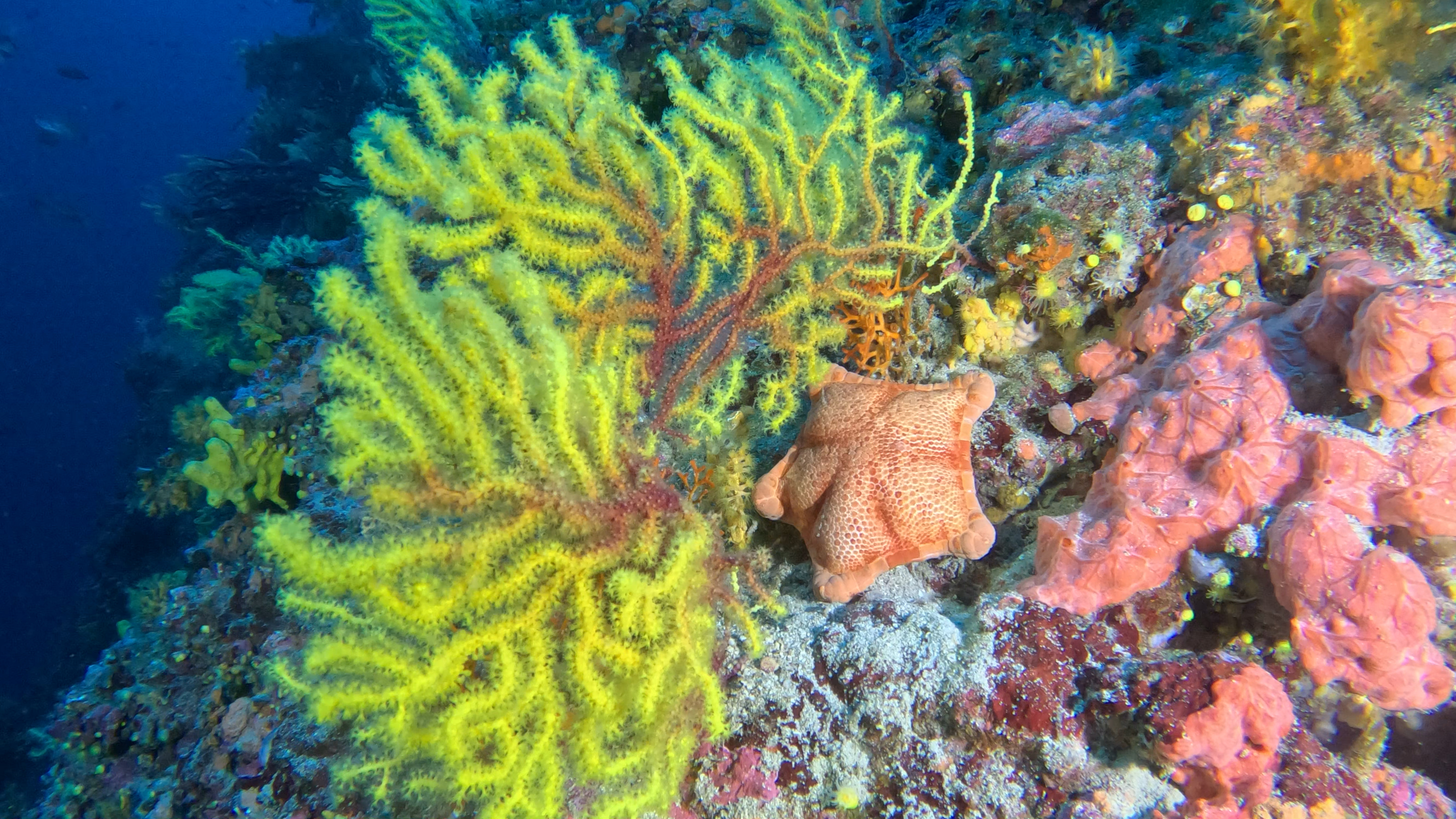 Gorgonian Yellow - Red