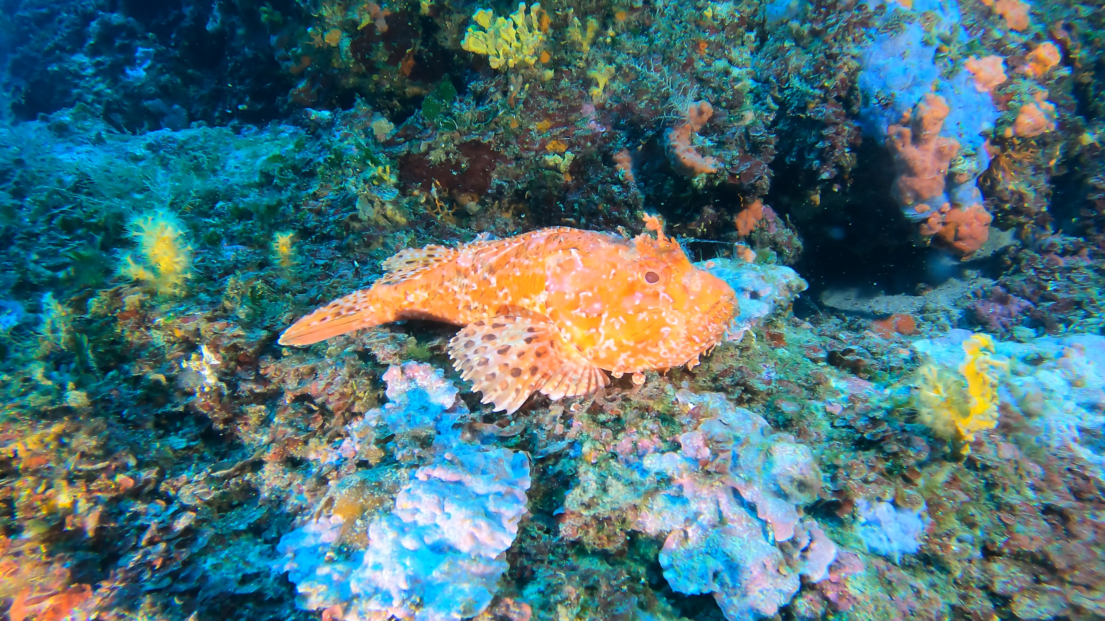 Scorpion fish