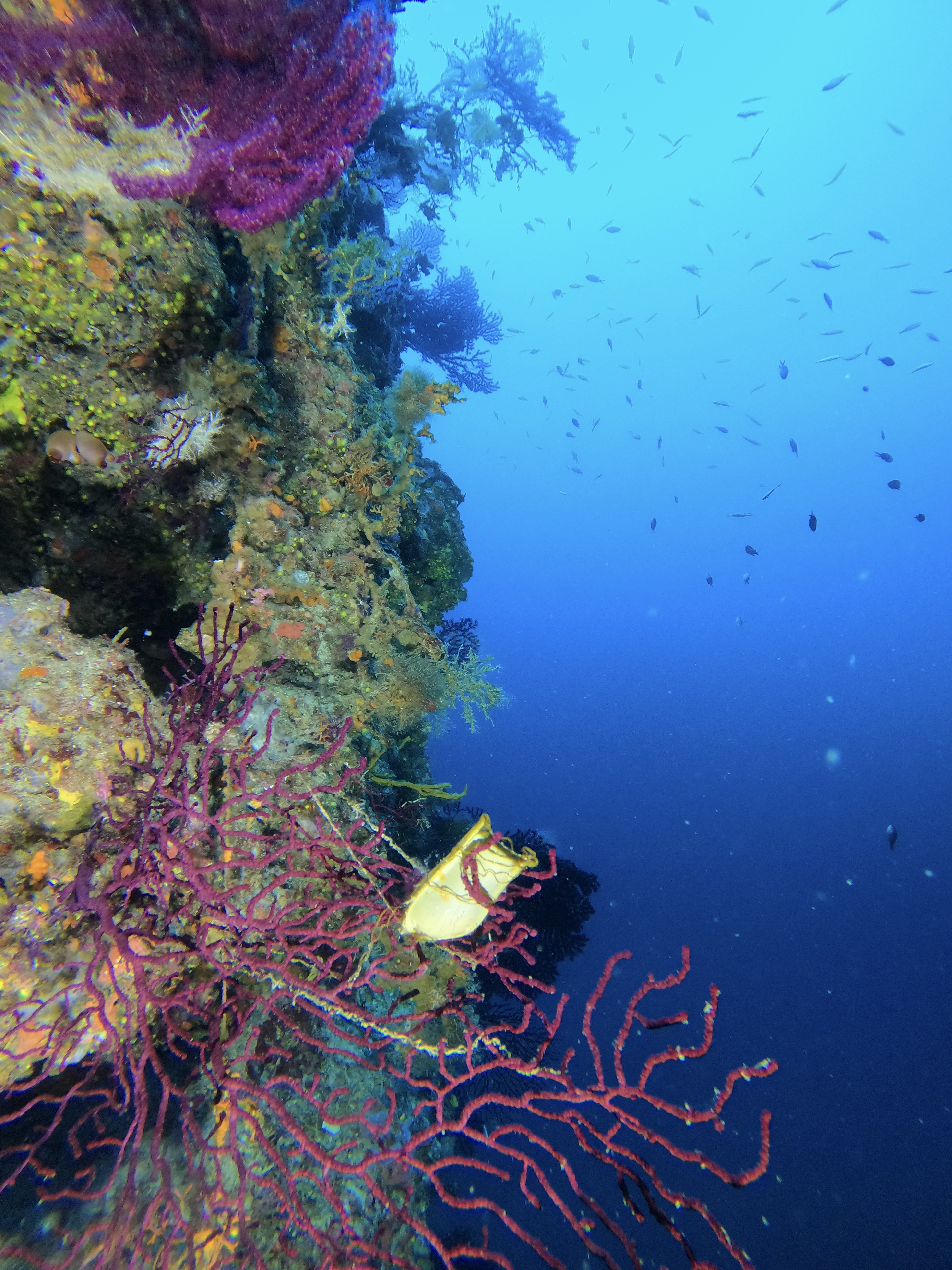 Underwater wall with red coral