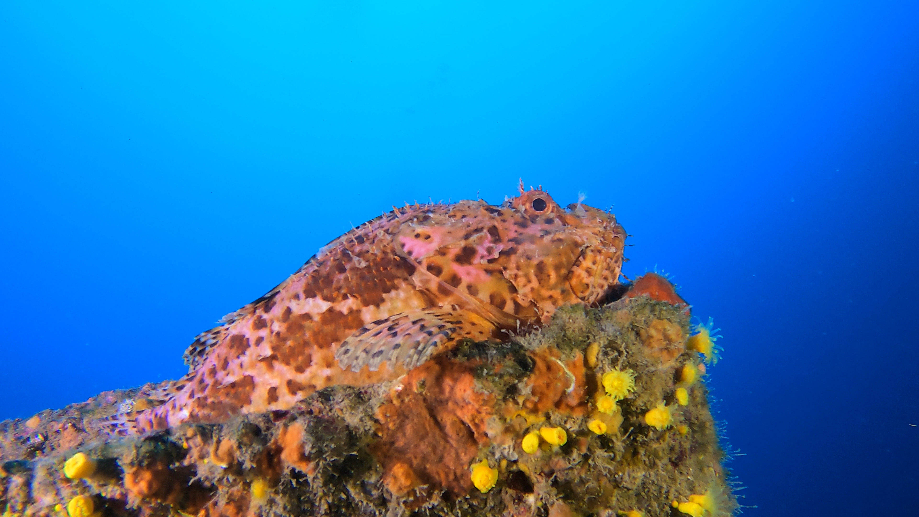 Scorpion fish