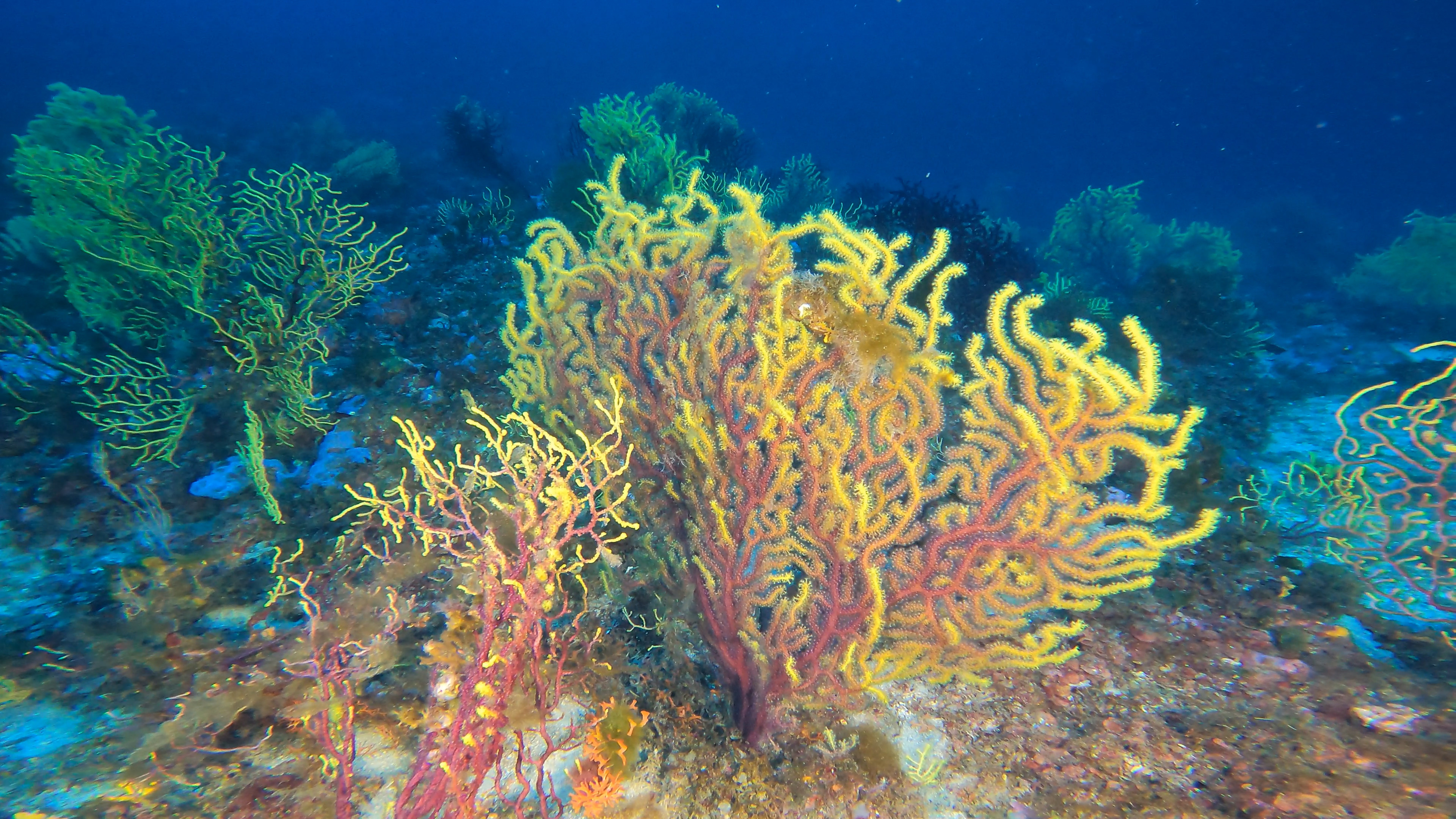 Gorgonian Yellow - Red