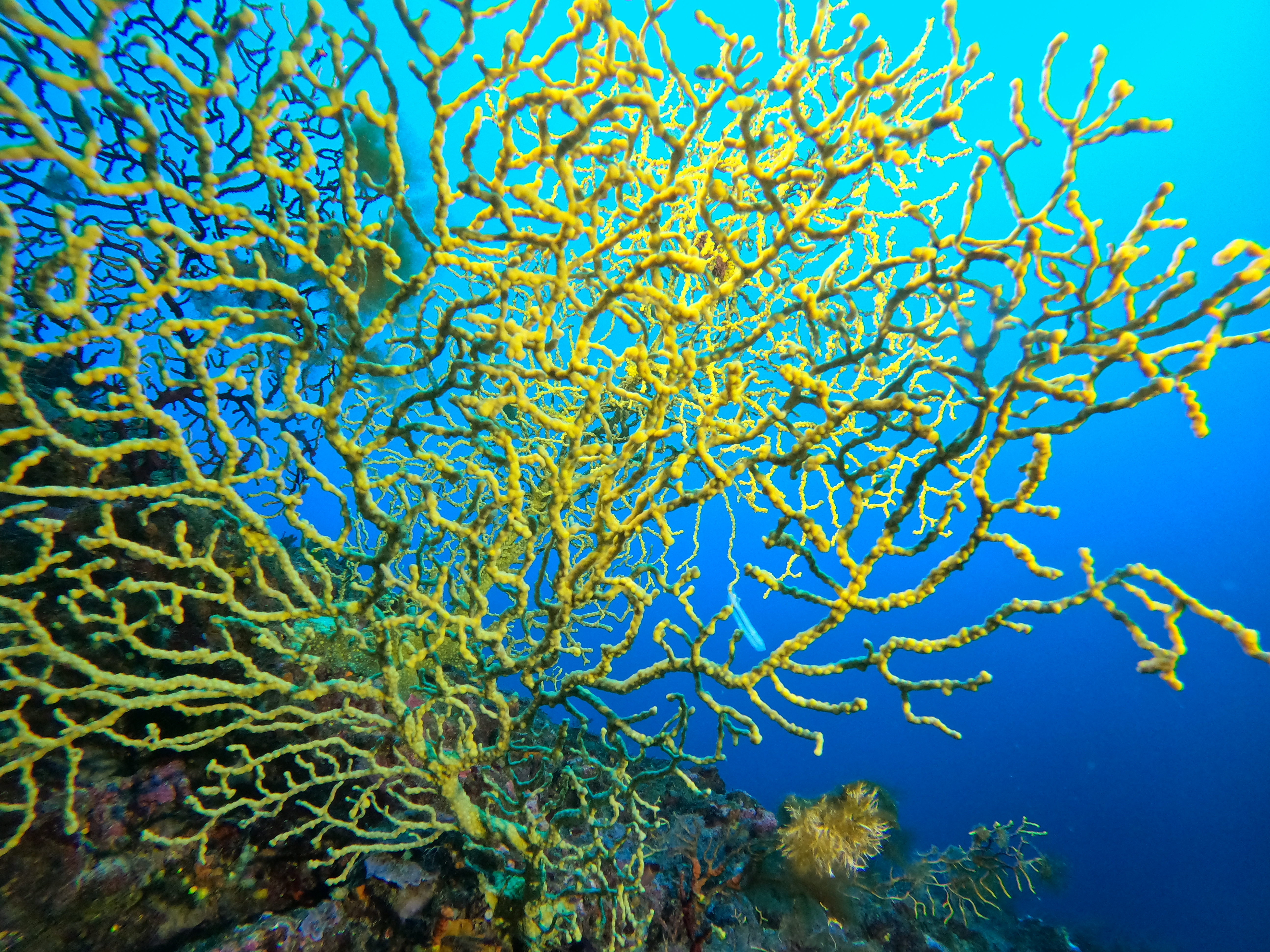 Yellow Coral