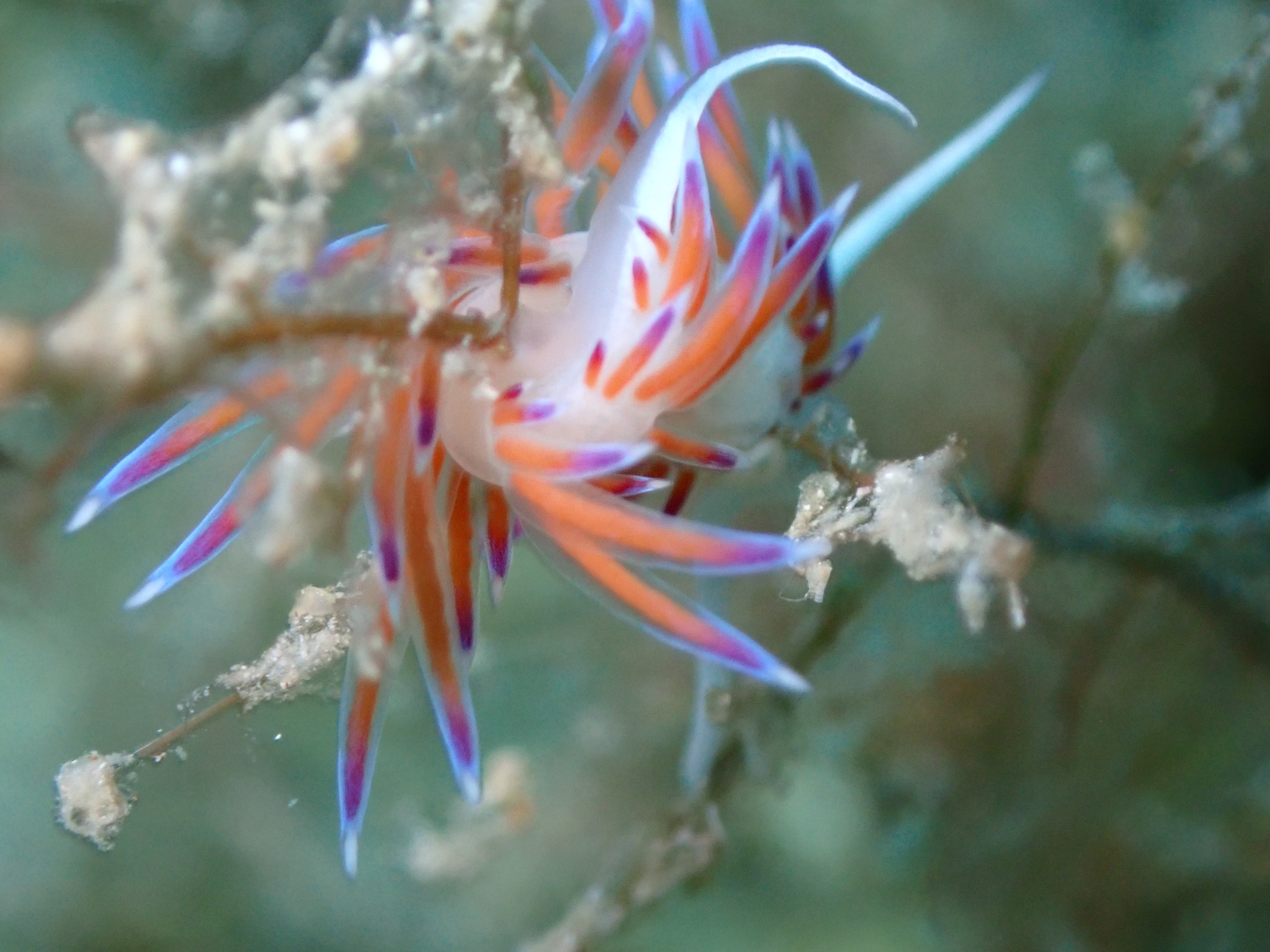 Nudibranchs Cratena peregrina