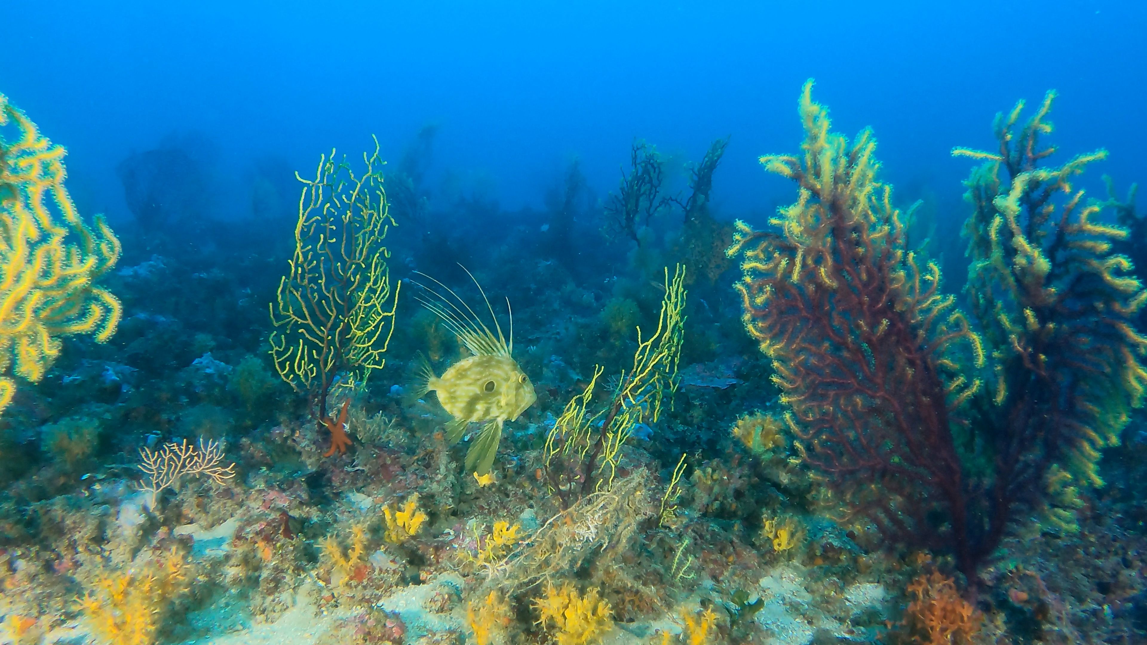 Gorgonian field on Plic Grimeni dive site