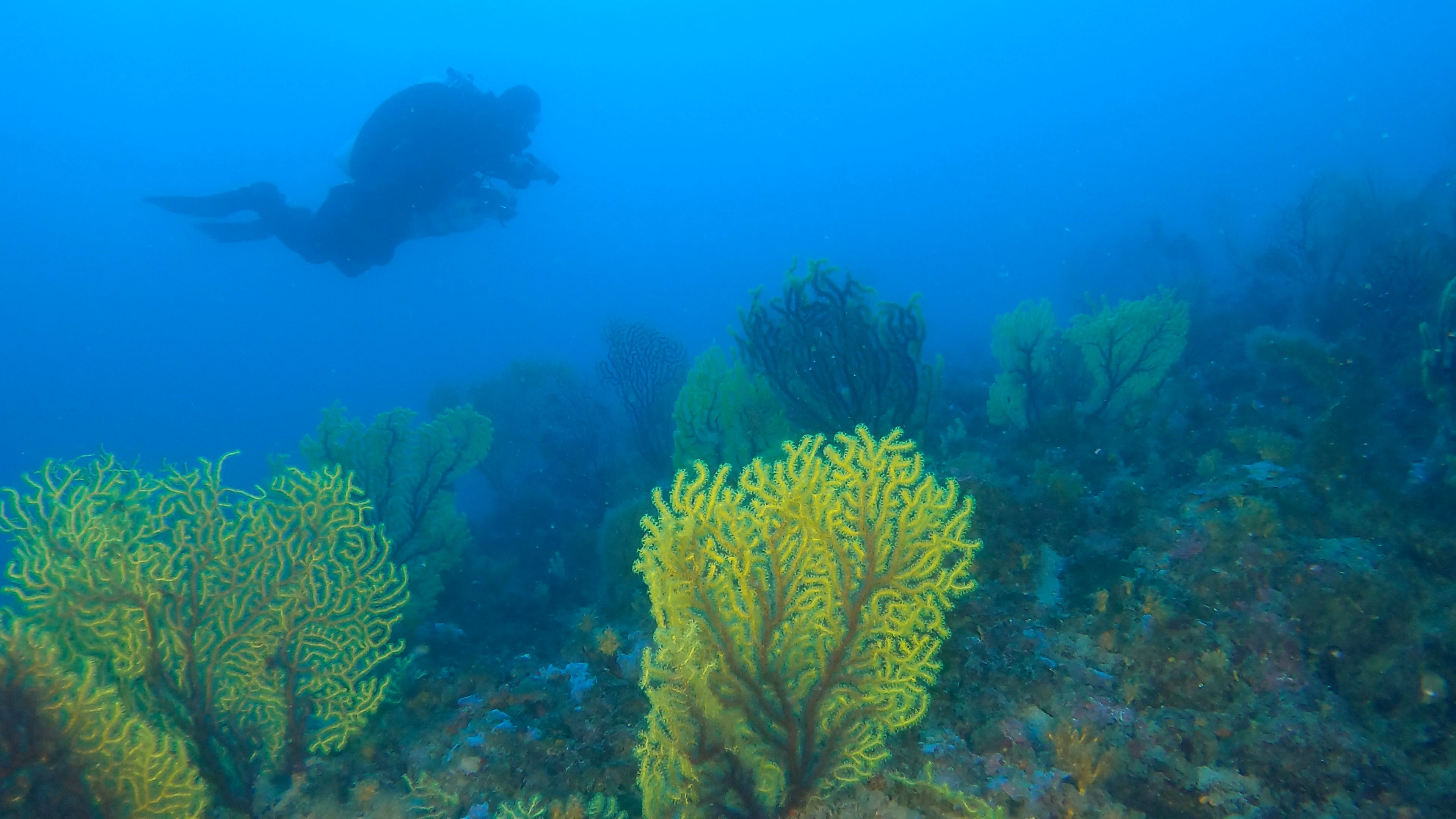 Gorgonian field on Plic Grimeni dive site with a diver in a distance