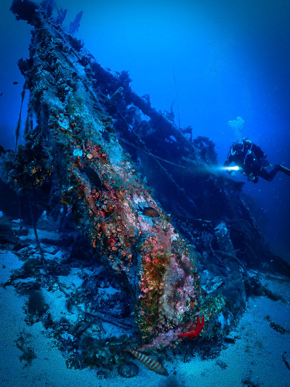 Diver with a torch on Borko wreck
