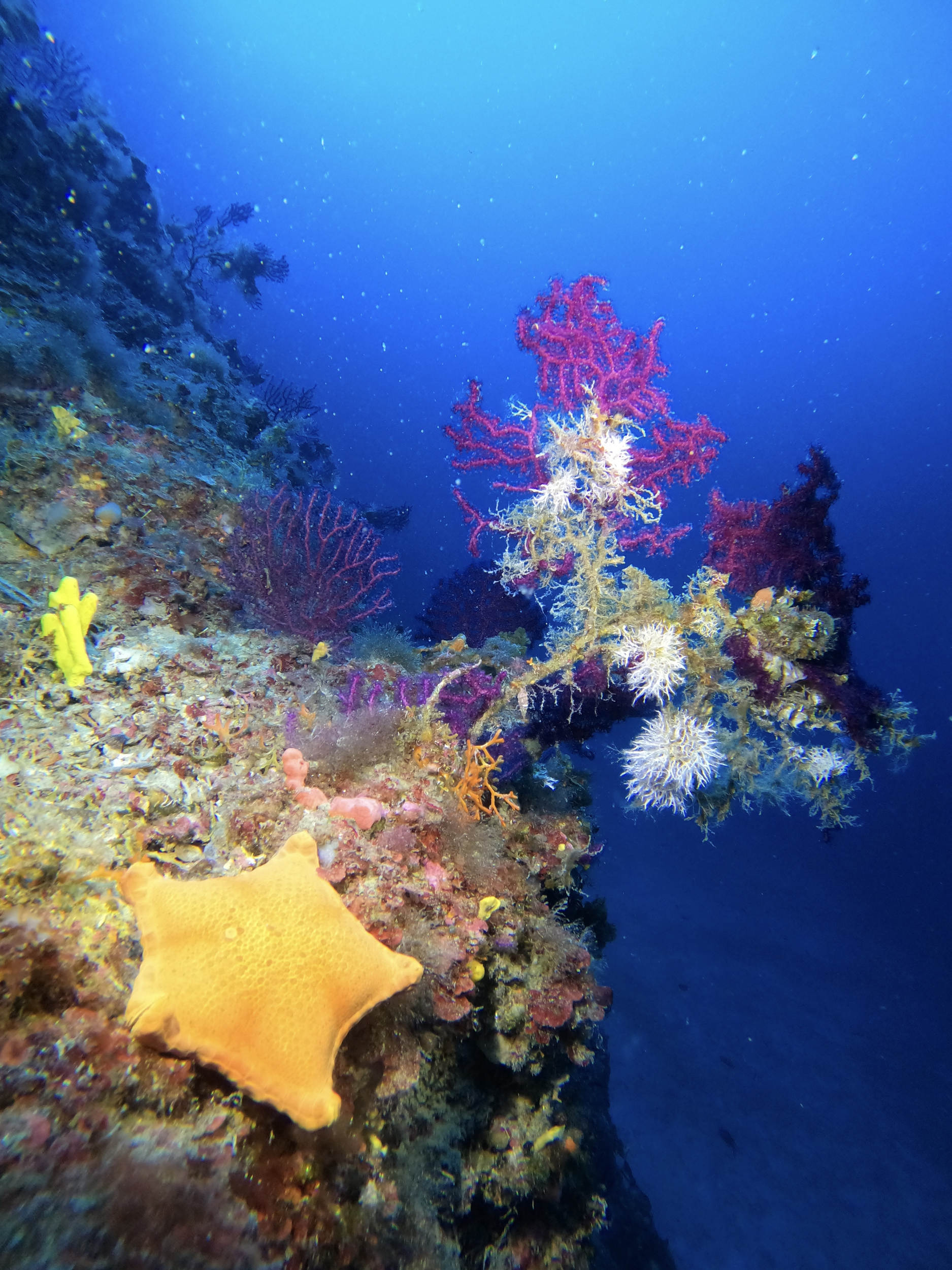 Divers on a boat trip