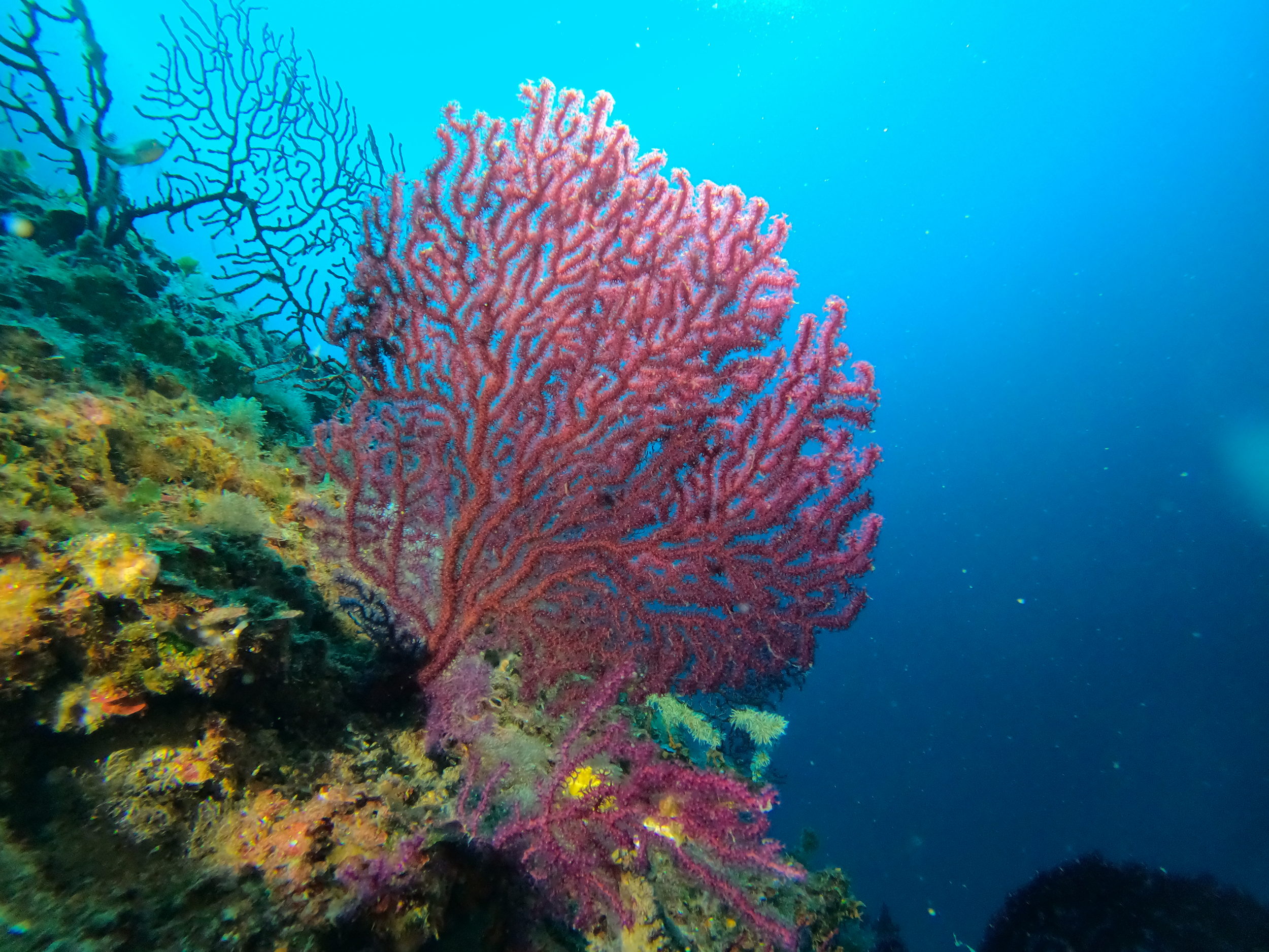 Reef Gorgonia Wall