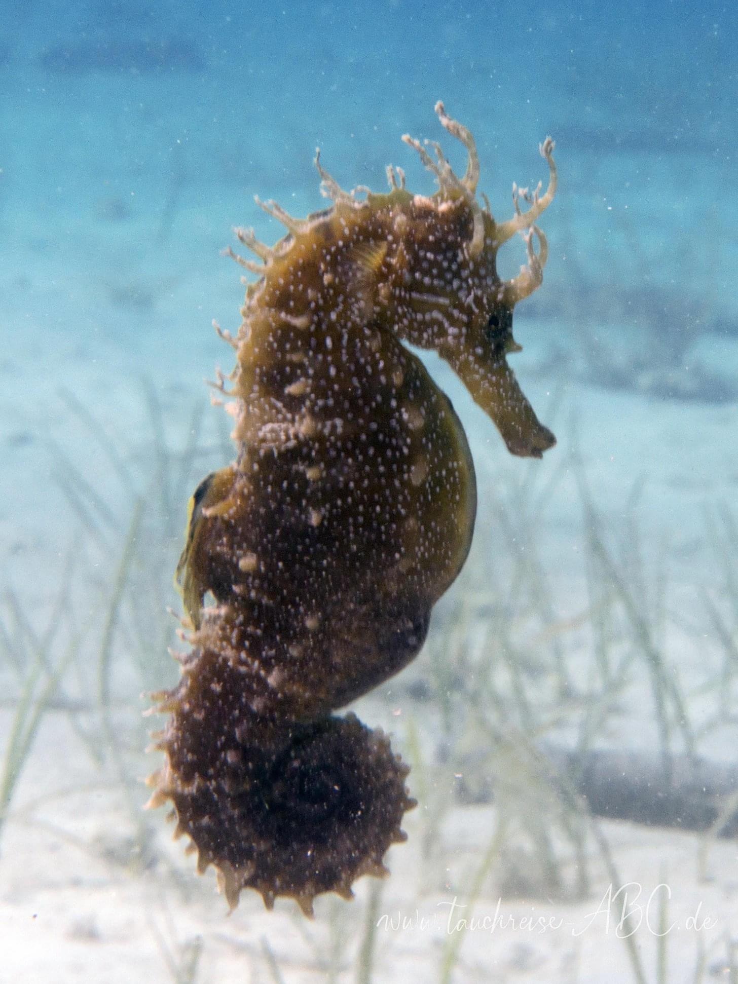 Underwater photographer